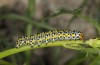 Cucullia barthae: Halbwüchsige Raupe (Zypern, Paphos, Fluss Dhiarizos bei Mamonia, Mitte April 2017) [N]