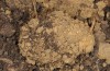 Cucullia barthae: Cocoon (Cyprus, Paphos, river Dhiarizos near Mamonia, larva in mid-April 2017) [S]