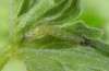 Euchalcia bellieri: Young larva (Col de la Cayolle, early June 2015) [M]