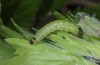 Euchalcia bellieri: Halbwüchsige Raupe (Gehäuse geöffnet, Col de Vars, Anfang Juni 2015) [M]
