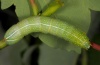 Amphipyra berbera: Larva (eastern Swabian Alb, Southern Germany, late May 2012) [S]