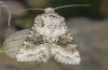 Hecatera bicolorata: Falter (e.l. Ostalb, Heidenheim/Brenz, Raupe Anfang Juli 2013) [S]