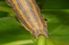 Grammodes bifasciata: Larva (S-France, Camargue, early October 2014) [M]