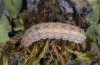 Hoplodrina blanda: Larva [M]