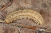 Hoplodrina blanda: Larva (western Swabian Alb, May 2010) [S]