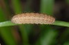Hoplodrina blanda: Raupe (Simplon, 1900m NN, Mai 2008) [M]