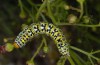 Cucullia blattariae: Larva (N-Greece, Mount Phalakro, July 2011) [N]