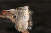 Cucullia blattariae: Adult (e.l. N-Greece, Mount Phalakro, larva in July 2011) [S]