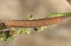 Polia bombycina: Halbwüchsige Raupe (e.l. Hautes-Alpes 2012) [S]