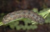 Mamestra brassicae: Raupe (e.l. Memmingen 2010) [S]