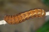Diarsia brunnea: Larva (eastern Swabian Alb, Southern Germany 2010) [S]