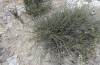 Cucullia bubaceki: Larval habitat with Artemisia herba-alba (Spain, Zaragoza, late May 2018) [N]