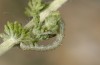 Cucullia bubaceki: Young larva (Spain, Zaragoza, late May 2018) [M]