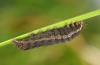 Xestia c-nigrum: Halbwüchsige Raupe (Schwäbisch Gmünd, Oktober 2011). Besonders die halbwüchsigen Raupen sind farblich sehr variabel und können grün, braun oder schwärzlich gefärbt sein. [M]