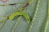 Phlogophora cabrali: Young larva (Azores, San Miguel, Monte Escuro, larva in December 2014) [M]
