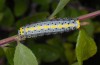 Diloba caeruleocephala: Raupe (Abruzzen, L'Aquila, Mai 2013) [N]