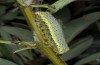 Diloba caeruleocephala: Raupe (Griechenland, Lesbos, Mai 2019) [S]