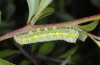 Diloba caeruleocephala: Larva (Provence, Rians, May 2013) [N]