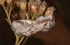 Diloba caeruleocephala: Männchen (e.l. Griechenland, Lesbos, Raupe im Mai 2019) [S]