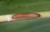 Hadena caesia: Young larva (Kanisfluh, July 2010) [S]