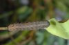 Hadena caesia: Half-grown larva [S]