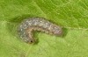 Clemathada calberlai: Half-grown larva (Switzerland, Valais, Stalden, early July 2019) [M]