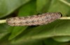 Clemathada calberlai: Larva (e.l. Switzerland, Valais, Stalden, larva in early July 2019) [S]