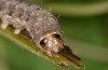 Clemathada calberlai: Larva (e.l. Switzerland, Valais, Stalden, young larva in early July 2019) [S]