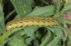 Cucullia calendulae: Larva (Fuerteventura) [N]