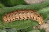 Cucullia calendulae: Larva (brownish form, Fuerteventura) [M]