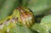 Cucullia calendulae: Larva (head, Fuerteventura) [N]