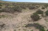Cucullia calendulae: Habitat auf Fuerteventura: Dünengelände mit einer Flur aus winteranuellen Calendula-Pflanzen (Februar 2010) [N]