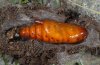 Cucullia calendulae: Pupa (e.l. Fuerteventura) [S]