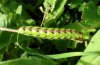 Cucullia calendulae: Larva (La Palma, December) [N]