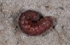 Abrostola canariensis: Raupe vor der Verpuppung (dunkel verfärbt) [S]