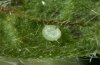 Abrostola canariensis: Ei (Detail, La Gomera, Dezember 2011) [M]