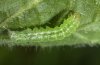 Abrostola canariensis: Halbwüchsige Raupe (La Gomera, Dezember 2011) [M]