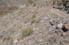 Euxoa canariensis: Habitat: steiniger Trockenhang auf La Gomera [N]