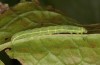 Pseudeustrotia candidula: Larva (N-Germany, Kuhfelde, mid-August 2020) [S]