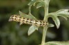 Cucullia caninae: Half-grown larva (S-France, Massif de la Sainte Baume, May 2013) [N]