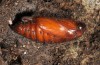 Cucullia caninae: Pupa (e.l. Sainte Baume, larva in late May 2013) [S]