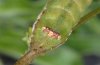 Condica capensis: Raupe caudal (La Palma, Dezember 2010) [S]