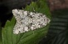 Hecatera cappa: Adult (e.l. rearing, NW-Bulgaria, Dragoman, larva in early June 2018) [S]