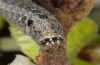 Dryobotodes carbonis: Larva, head (Sardinia 2012) [S]