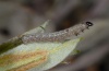 Dryobotodes carbonis: Young larva (Sardinia, Montiferru, 1000m above sea level, May 2012) [M]