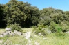 Dryobotodes carbonis: Larvalhabitat im Montiferru-Gebiet auf Sardinien in 1000m NN im Mai 2012 [N]