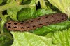 Noctua carvalhoi: Larva (Azores, Flores Island, late March 2014) [S]
