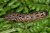 Noctua carvalhoi: Larva (Azores, Flores Island, late March 2014) [N]