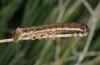 Noctua carvalhoi: Half-grown larva (Azores, Flores Island, late March 2014) [M]