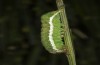 Xestia castanea: Half-grown larva (e.l. rearing, Upper Rhine Valley, larva in February 2020) [S]